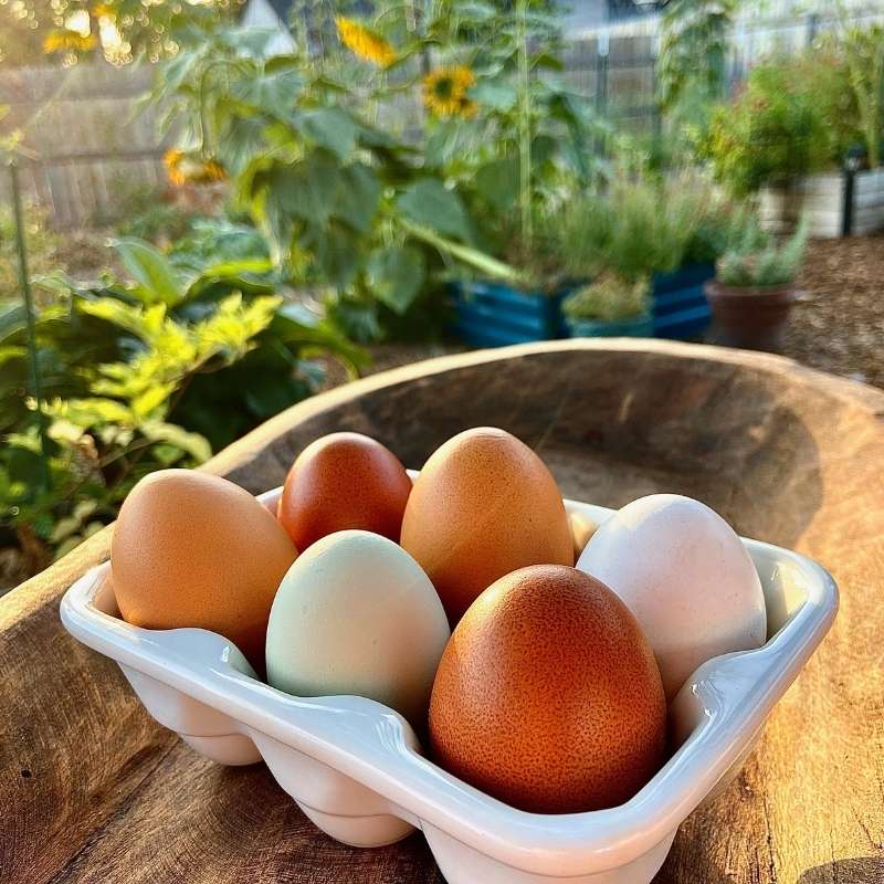 colorful farm fresh eggs with garden in background