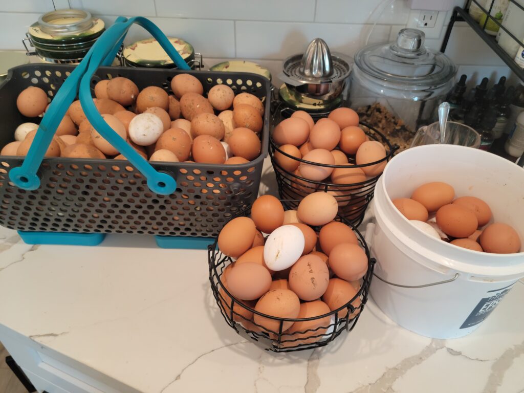 farm fresh eggsin baskets on counter