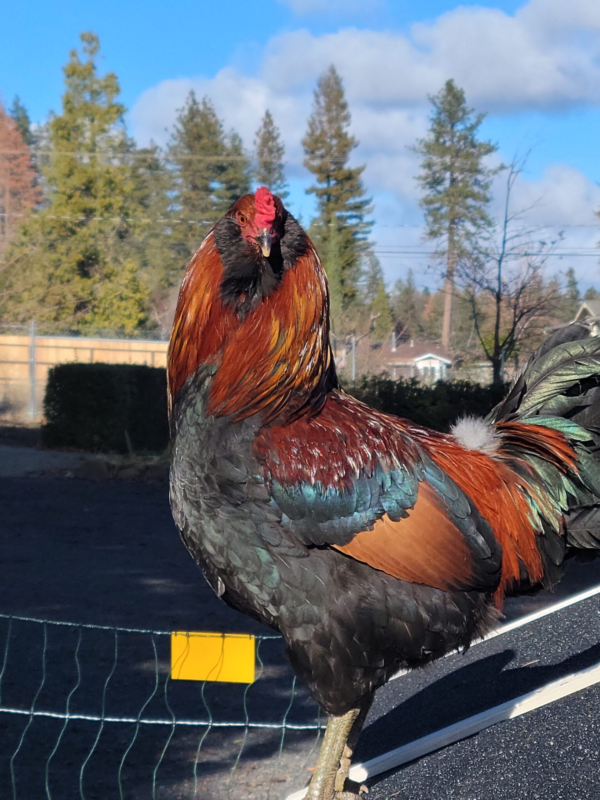 rooster on top of a coop