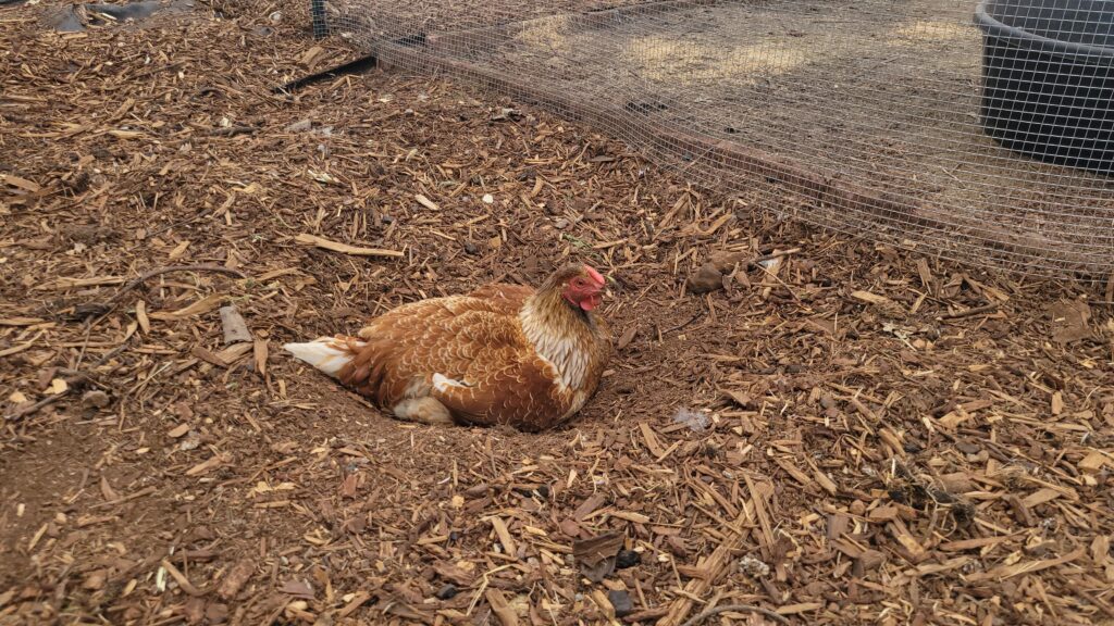 wyondotte chicken hen in a dust bath