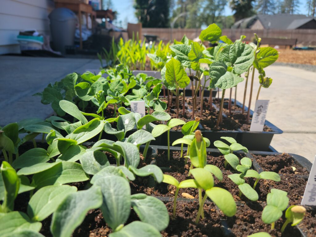 hardening off plants of squash tomatoes peppers