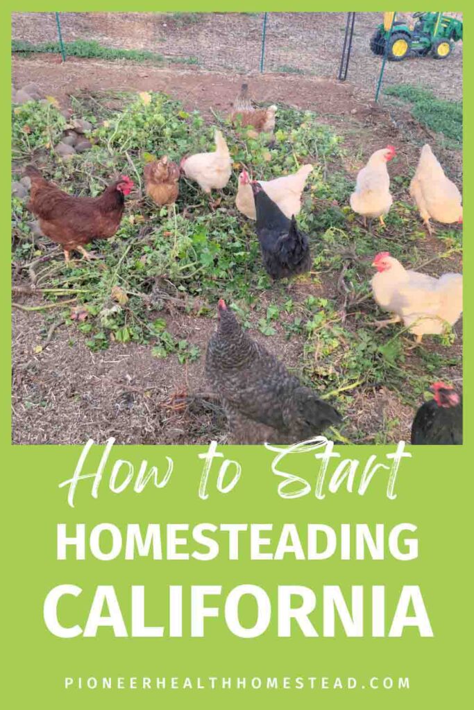 chickens hens eating plants on california homestead