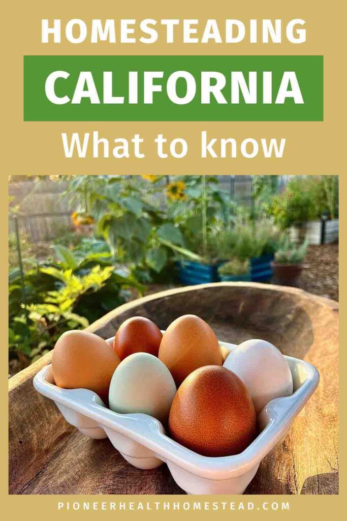 farm fresh eggs from California homestead