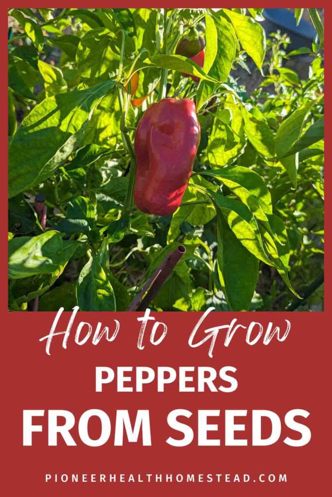 red bell pepper on a plant pinterest pin