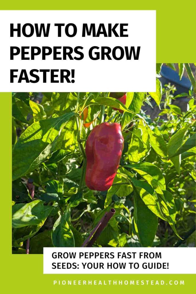 red bell pepper on plant pinterest pin