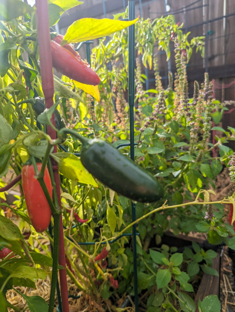 green and red jalapeno peppers on the plant