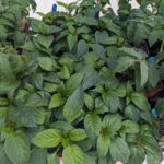 pepper and tomato plants