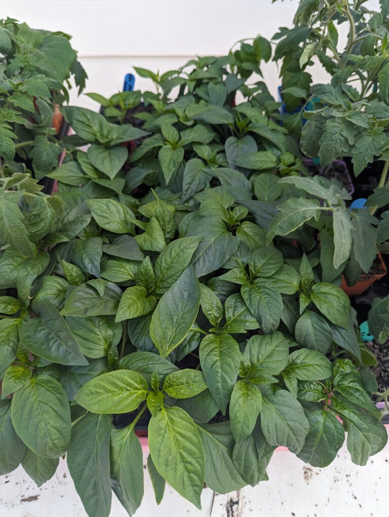 pepper and tomato plants