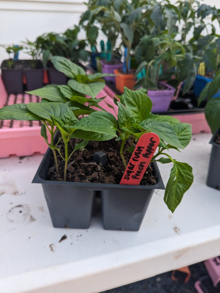 Pepper plants in black plastic container on a white table