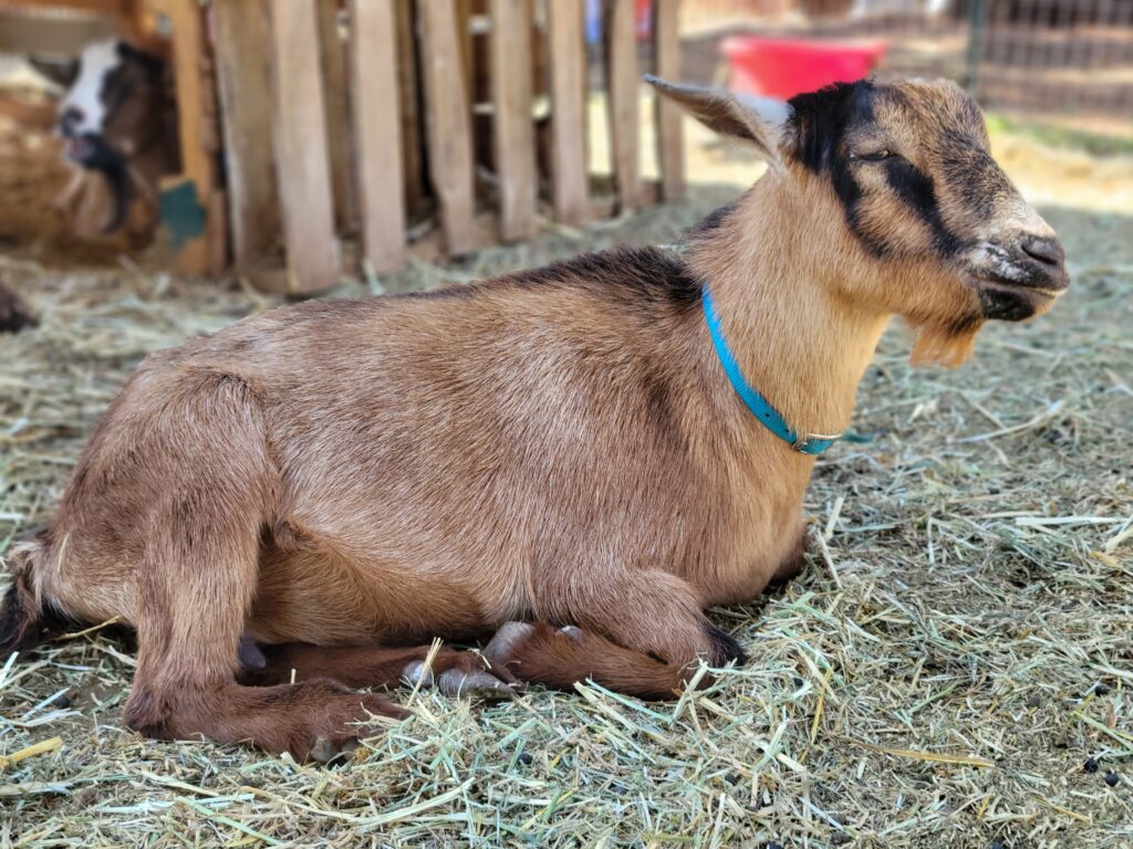 nigerian dwarf goat on california homestead on hay laying down