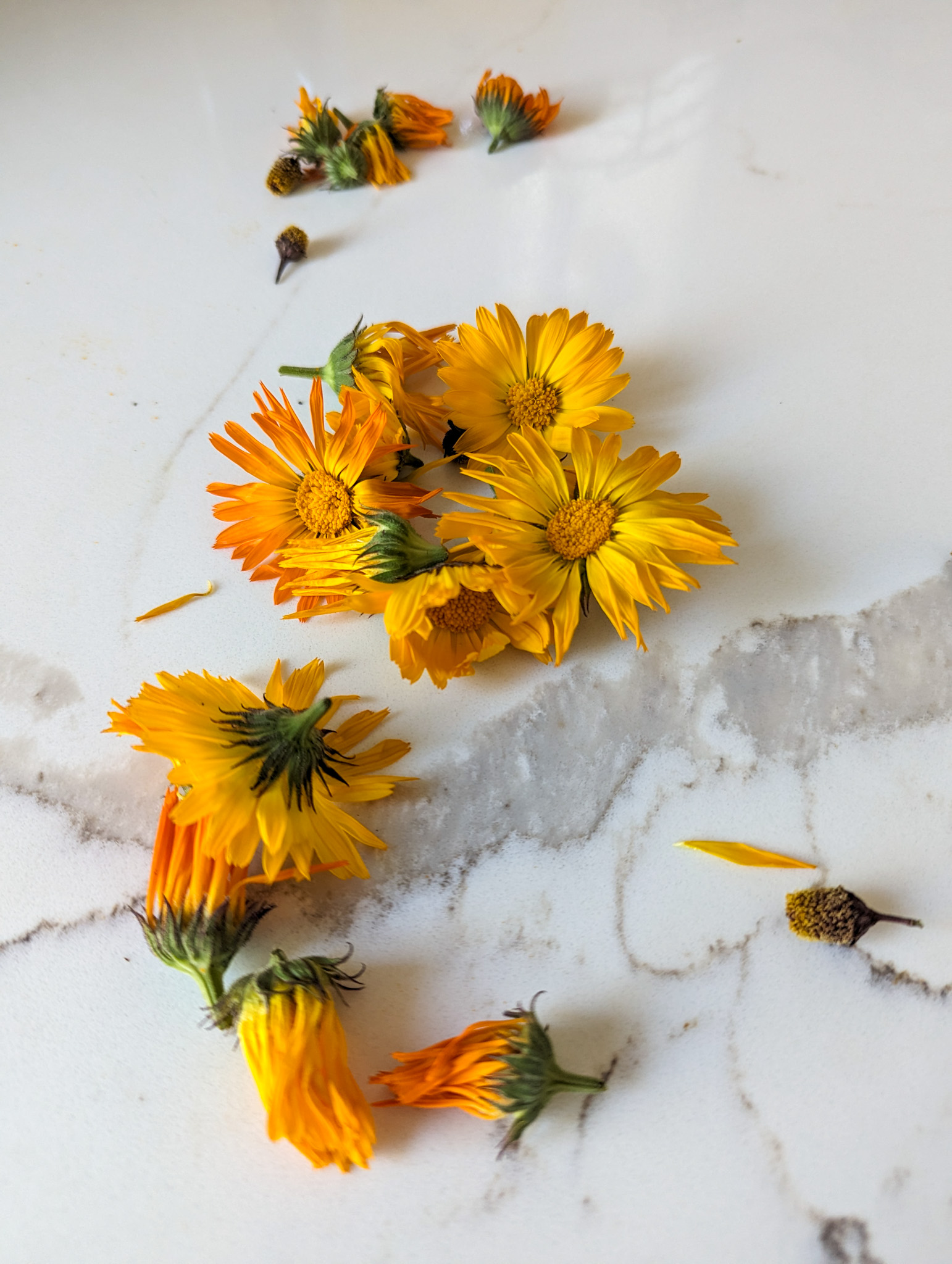 calendula flower on white counter top