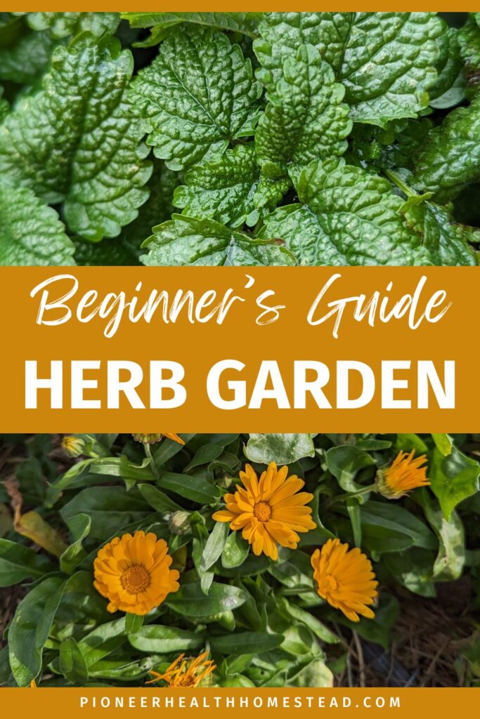 Beginners guide to growing an herb garden with lemon balm and calendula