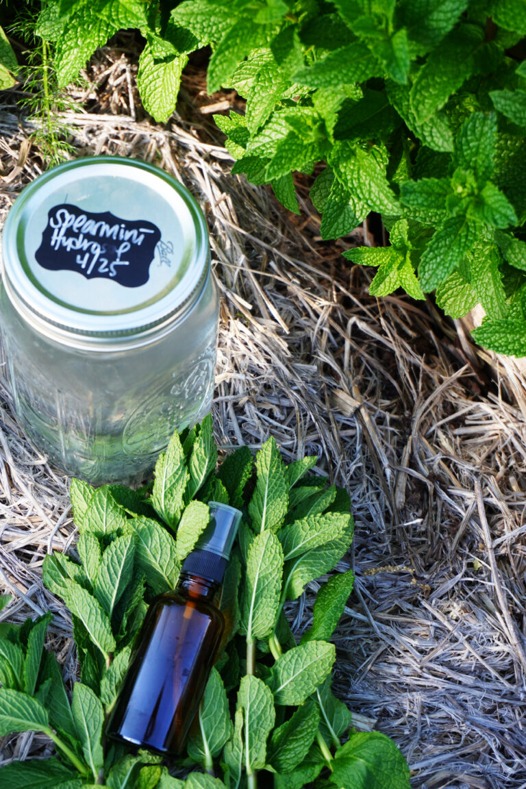Spearmint hydrosol on hay in garden bed with spray bottle and spearmint plant edited