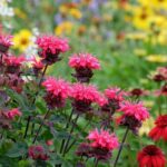 bee balm flowers bergamot modara