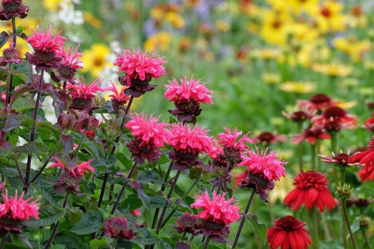bee balm flowers bergamot modara