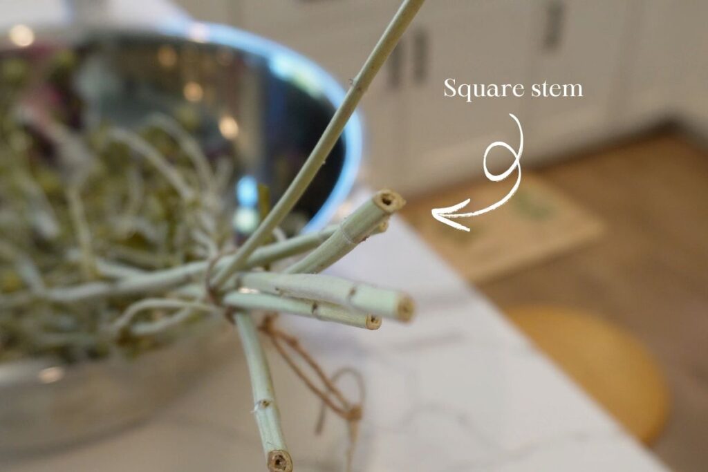 square stem bee balm