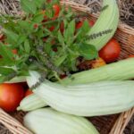tomatoes armenian cucumbers holy basil tulsi in basket on raised garden bed