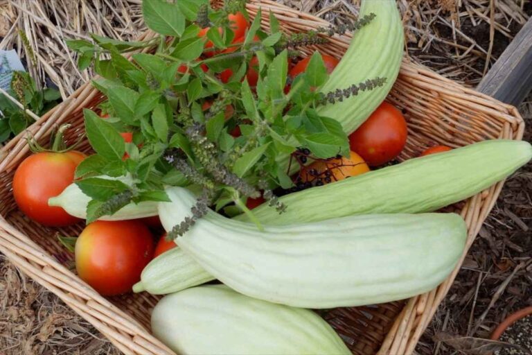 tomatoes armenian cucumbers holy basil tulsi in basket on raised garden bed